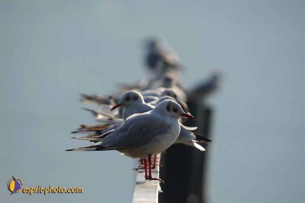 Nom de l'image : EP08-0397_(c)Norbert-JUNG — Description :